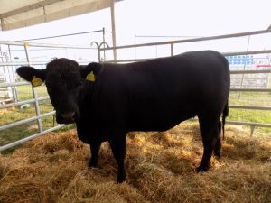 Noul director APIA a făcut precizări vizavi de plățile din sectorul zootehnic. Află ce a anunțat el! Agricultura