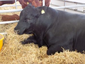 Asigurare gratuita si un voucher de 100 RON pentru crescatorii de animale Agricultura