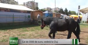 Cal de 3500 de euro, vedetă la Cluj Agricultura