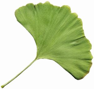 Câți bani se scot din cultura de Ginkgo biloba Agricultura