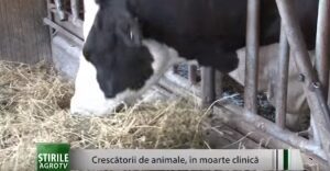 Crescătorii de animale, în moarte clinică Agricultura