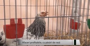 Afacerile cu păsări de rasă, exotice şi profitabile Agricultura