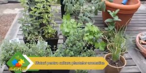 Sfaturi pentru cultivarea plantelor aromatice Agricultura