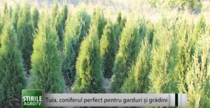Tuia, coniferul perfect pentru garduri şi grădini Agricultura