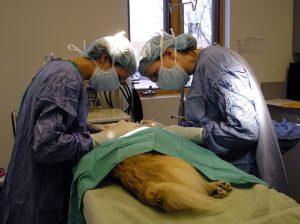 DSV Sibiu: Servicii oferite de medicii veterinari fermierilor şi investitorilor din sector Agricultura