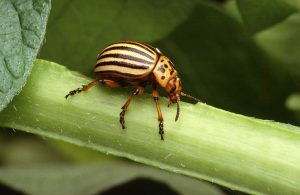 Util: Combaterea gândacilor de Colorado prin metode bio Agricultura