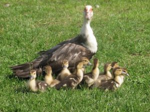 VIDEO Cum iti infiintezi o mica crescatorie de rate rațe