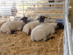 ATENŢIE OIERI: Subvenţiile voastre sunt pe drum. Aflaţi când vă puteţi verifica conturile şi ce altă problemă şi mai gravă a apărut! Agricultura