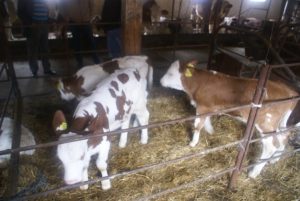 EXCLUSIV: Zoltan Haller, fermier: Mulţi crescători de bovine vor intra în greva foamei Agricultura