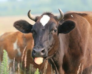 Zootehniștii din Moldova nu mai au apă pentru animale Agricultura