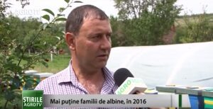 Agricultura la raport: Mai puţine familii de albine în 2016 Agricultura