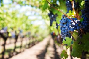 Un adevărat dezastru! O calamitate, chiar! Scade producția de vin Agricultura