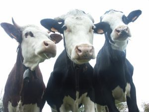Ferma cu viței pentru export Agricultura