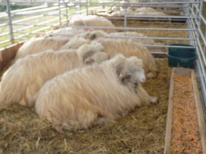 EXCLUSIV:Ajutor de minimis pentru berbeci de rasă: Vezi către ce animale se vor orienta crescătorii de oi Agricultura