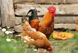 “Cercetarea agricolă din România este în faliment” Agricultura