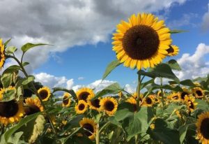 floarea-soarelui