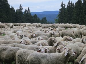 Ionică Nechifor (ROMOVIS): Nici mie nu mi-au intrat banii, subvenţiile, în cont Agricultura