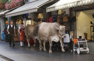 Septembrie, singura lună în care îți poți “înmatricula” vaca Realitatea Rurala