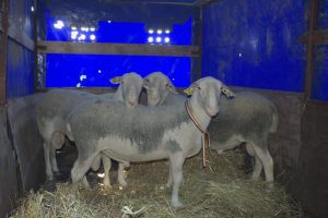Oaia românească se înmulțește cu berbecul franțuzesc Realitatea Rurala