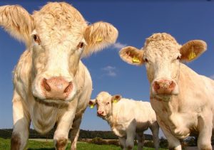 Vrei să faci Agronomia? La Iași încă mai sunt locuri libere Agricultura