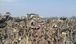 Importanţa asocierii în agricultură Viata la tara