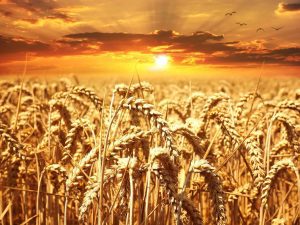 Seceta a decimat recolta de grâu din UE Agricultura