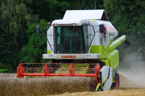 Continuă războiul pe seama grâului Agricultura