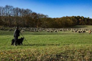 Încă o decizie luată de autorități în folosul oierilor Viata la tara