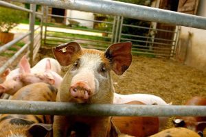Probleme pentru crescătorii de porci Realitatea Rurala