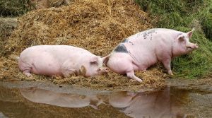 UN DEPUTAT PROPUNE UN PROGRAM PENTRU CREȘTEREA EFECTIVULUI DE ANIMALE ÎN ROMÂNIA Agricultura europeană