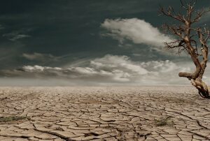 Florin Pâslaru, deputat: Piața agriculturii în insolvență a crescut în acest an de 34 de ori Agricultura