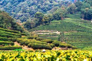 Investiție de 450 de miliarde de dolari în agricultură Viata la tara