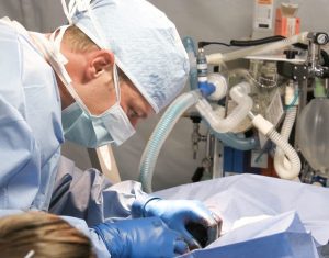 veterinar