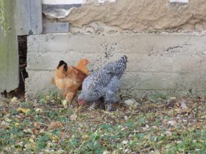Comunicatul ANSVSA dupa depistarea grivei aviare in Romania Agricultura