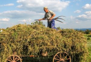 S-a schimbat legea PFA-urilor şi a Intreprindelor Individuale Viata la tara