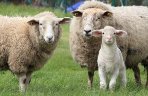 CIOBANII BISTRIȚENI AU VÂNDUT STRĂINILOR PESTE 100.000 DE OI Agricultura europeană