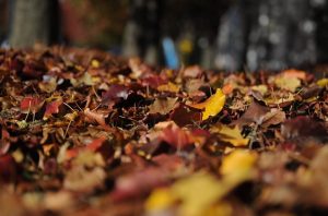Vești de ultimă oră de la ANM. Ce ne așteaptă în septembrie? Meteo ANM