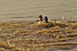 ANSVSA îl caută pe ucigașul H5N8. Găsitorului i se vor tăia păsările. Agricultura