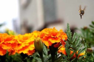 Solutii pentru a impiedica reducerea populatiei de albine Agricultura