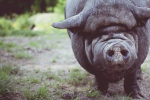 Abatoare pentru micii fermieri Agricultura