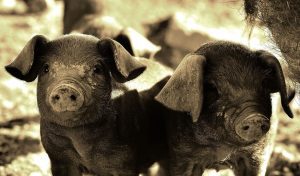 SATU MARE: SE INTENSIFICĂ CONTROALELE PENTRU OPRIREA PESTEI PORCINE Program TV