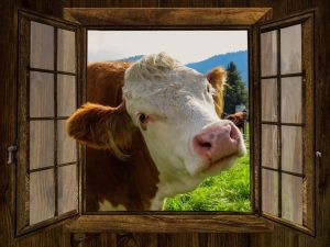 Vesnica disputa dintre agricultori si producatori Realitatea Rurala