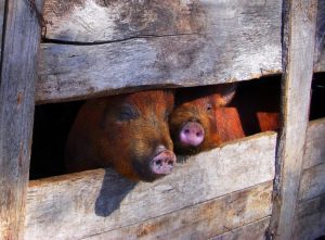 Tradiţii şi obiceiuri de IGNAT: Semnificaţii religioase şi credinţe populare. De ce se taie porcul în această zi Agricultura europeană