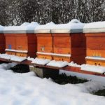 stupi apicultorii