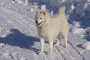 Zăpada cu gust de jambon i-a înnebunit pe câinii din localitatea slovenă Sezana Realitatea Rurala