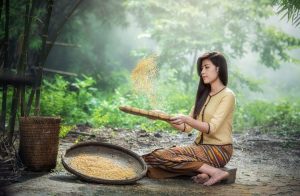 Seminte traditionale gratuite Viata la tara