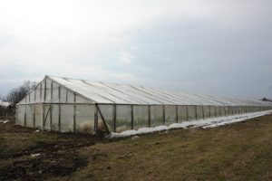 MADR: Ministrul Agriculturii a vizitat bazinele legumicole Agricultura