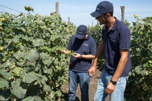 Ce trebuie să faci ca să beneficiezi de îngrășământ gratuit Agricultura