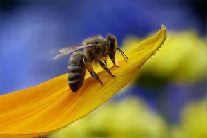 ȘI ALBINELE AȘTEAPTĂ AJUTOR DE LA BUCUREȘTI Alimentatie-retete