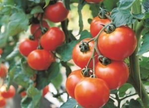 FERTILIZARE GRATUITĂ PENTRU FERMELE DE LEGUME Subventii